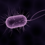Ureaplasma