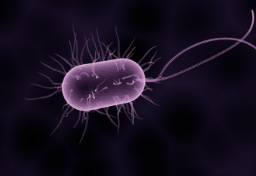 Ureaplasma
